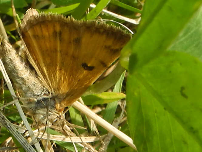 Braune Tageule (Euclidia glyphica)