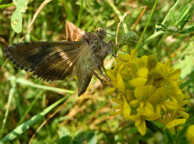 Gammaeule (Autographa gamma)