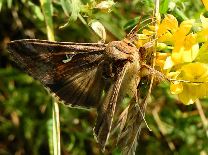 Gammaeule (Autographa gamma)