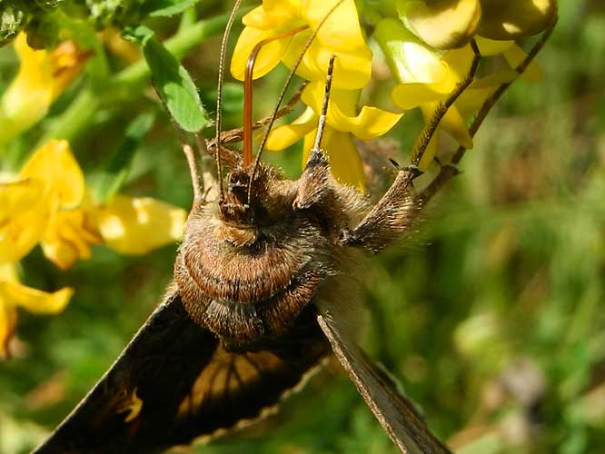 Gammaeule (Autographa gamma)