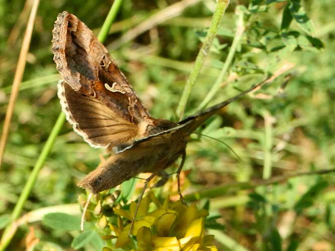 Gammaeule (Autographa gamma)