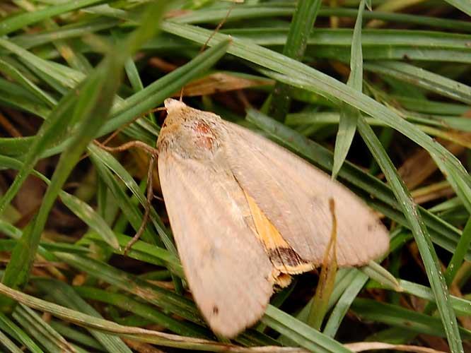 Hausmutter (Noctua pronuba)