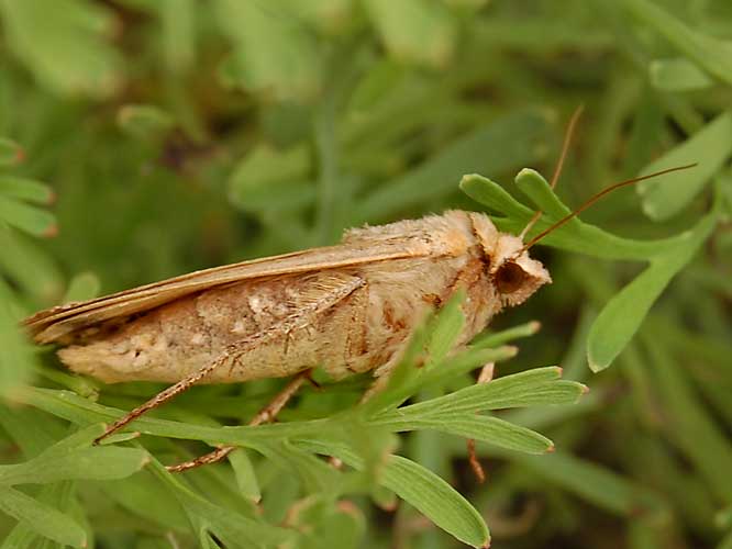Hausmutter (Noctua pronuba)