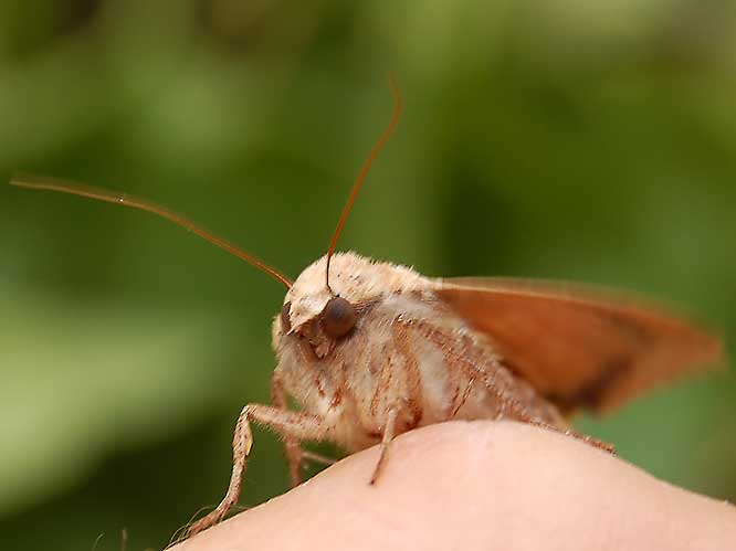 Hausmutter (Noctua pronuba)