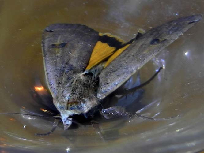 Hausmutter (Noctua pronuba)