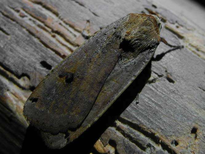 Hausmutter (Noctua pronuba)