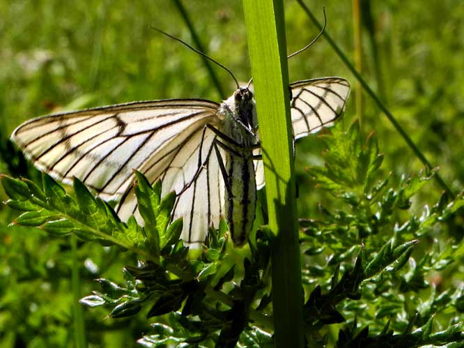  Hartheu-Spanner (Siona lineata)
