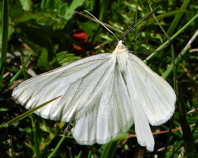  Hartheu-Spanner (Siona lineata)