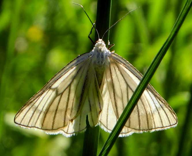  Hartheu-Spanner (Siona lineata)