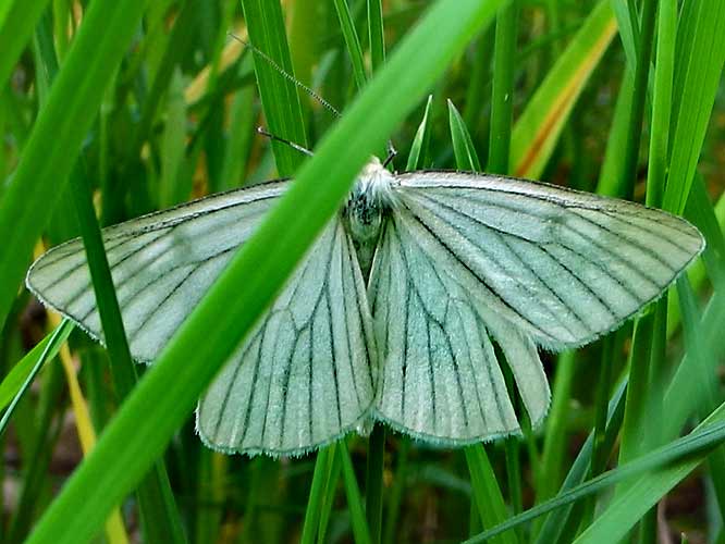  Hartheu-Spanner (Siona lineata)