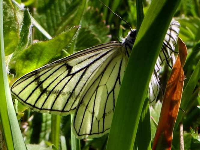  Hartheu-Spanner (Siona lineata)