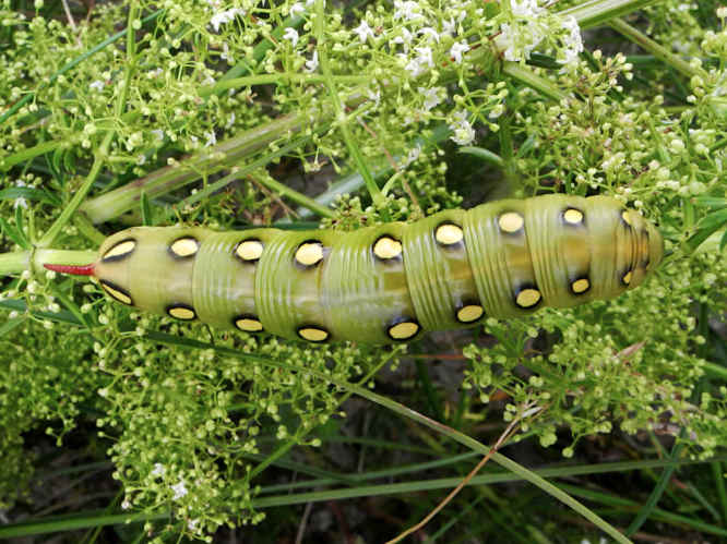 Labkrautschwärmer Hyles gallii
