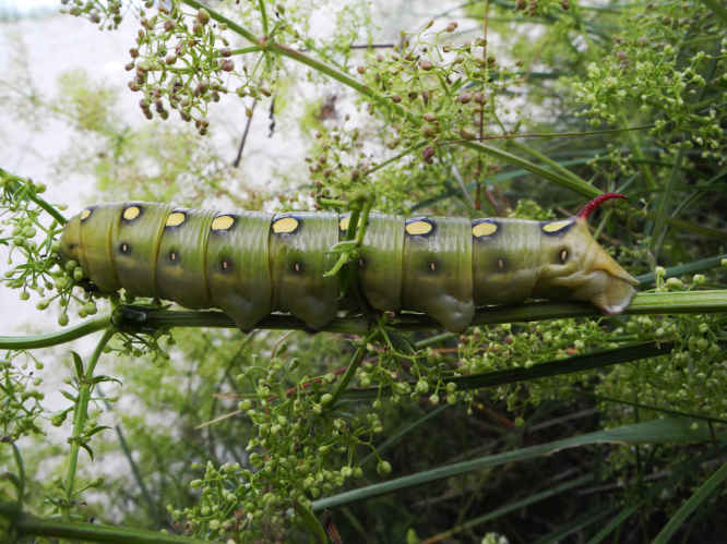 Labkrautschwärmer Hyles gallii
