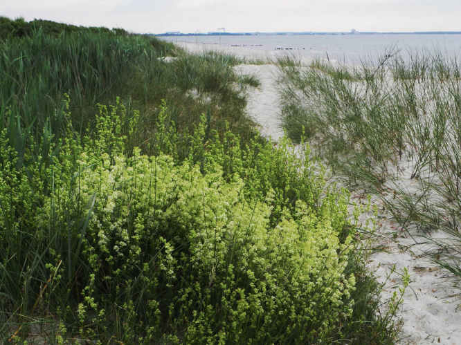 Labkrautschwärmer Hyles gallii