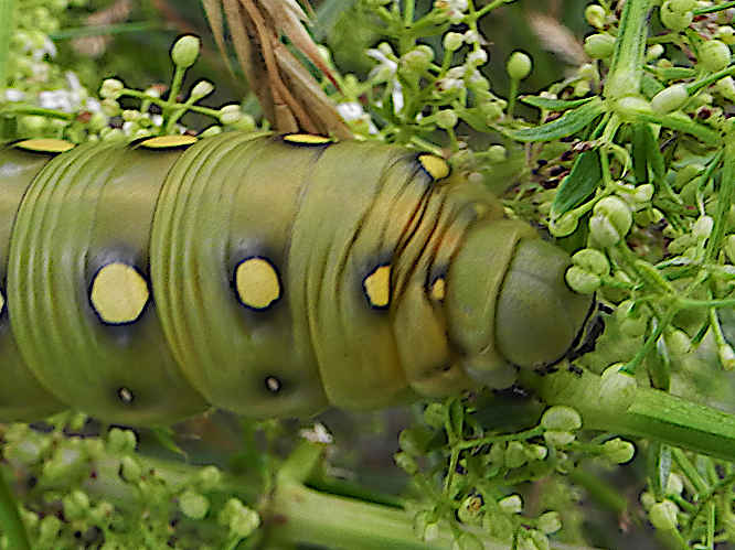 Labkrautschwärmer Hyles gallii