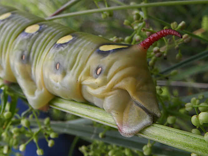 Labkrautschwärmer Hyles gallii