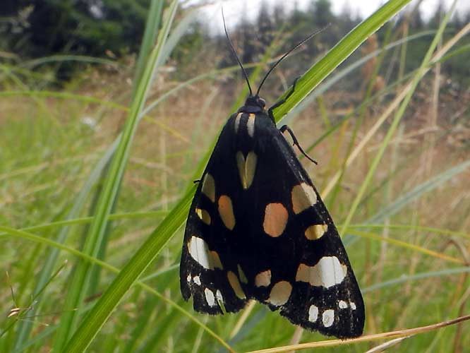 Schönbär (Callimorpha dominula)