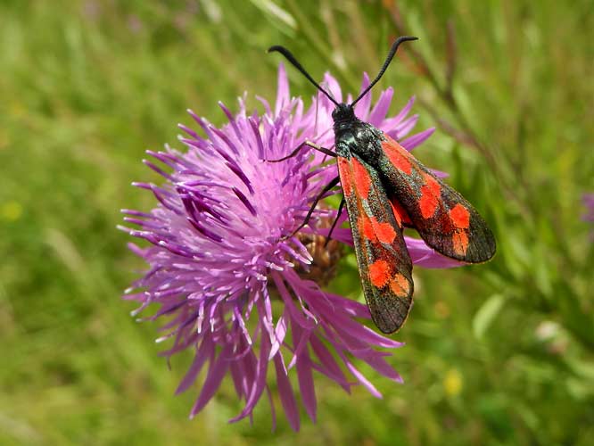 Sechsfleck-Widderchen (Zygaena filipendulae)