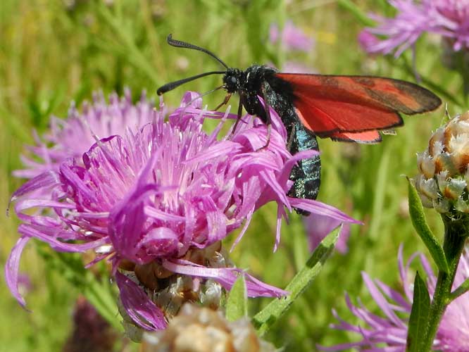 Sechsfleck-Widderchen (Zygaena filipendulae)