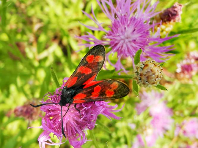 Sechsfleck-Widderchen (Zygaena filipendulae)