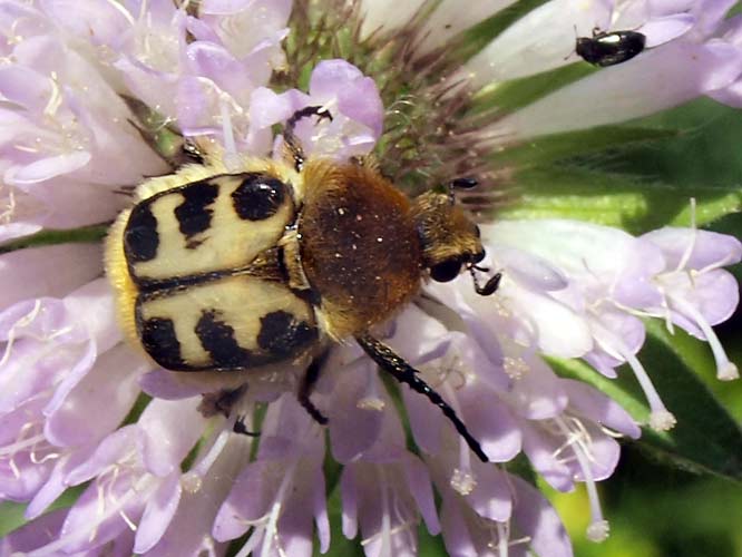 Trichius fasciatus