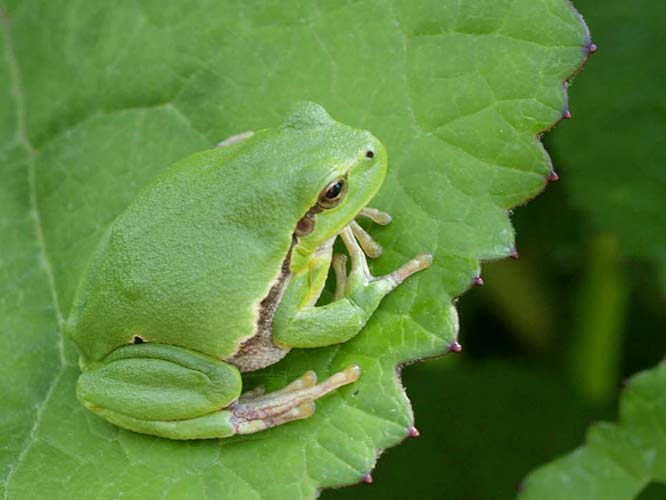 Europäischer Laubfrosch (Hyla arborea)