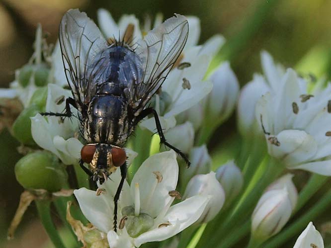 Graue Fleischfliege (Sarcophaga carnaria)