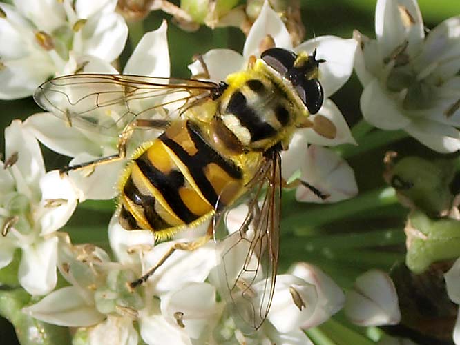 Totenkopfschwebfliege (Myathropa florea)