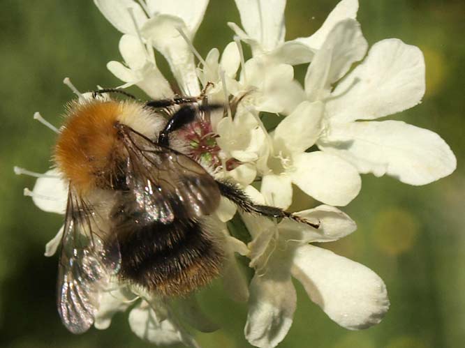 Ackerhummel (Bombus pascuorum)