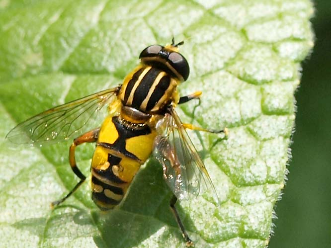 Gemeine Sumpfschwebfliege