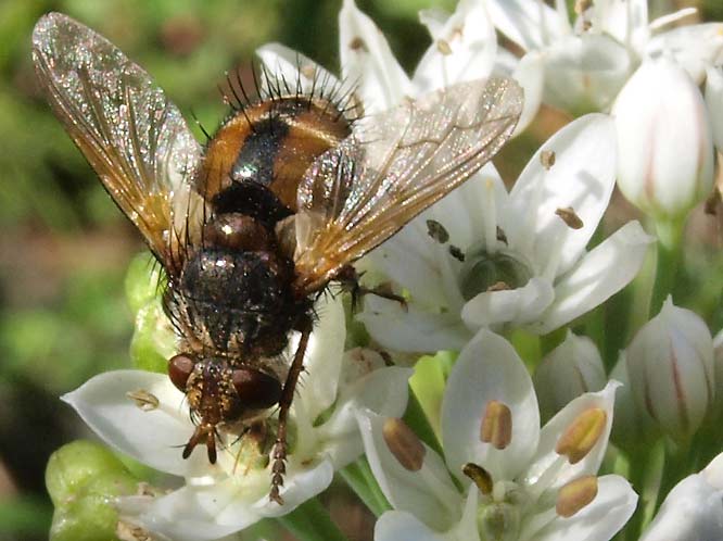 Igelfliege, Tachina fera