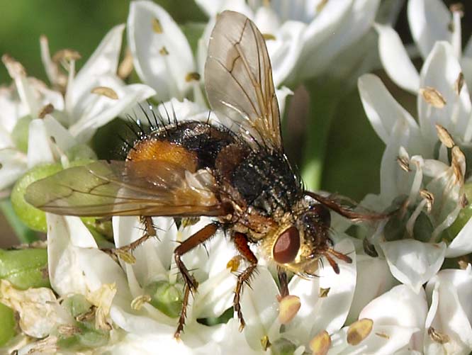 Igelfliege, Tachina fera