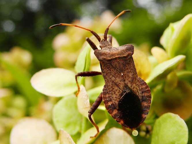 Lederwanze (Coreus marginatus)
