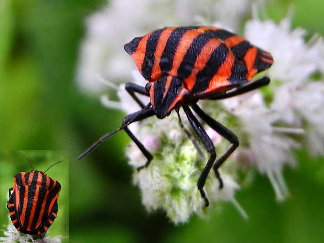 Streifenwanze (Graphosoma lineatum)