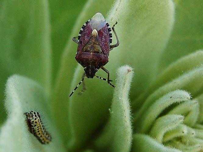 Beerenwanze (Dolycoris bacca) und auch ein Königskerzenmönch auf einer Großblütigen Königskerze