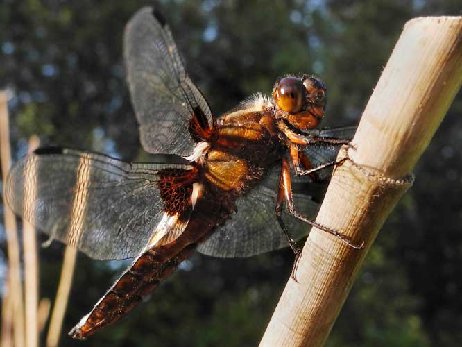 Plattbauch (Libellula depressa) 