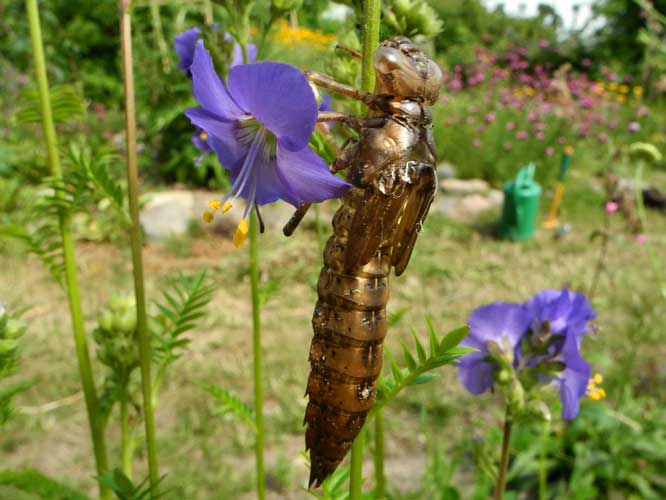 Larvenhaut einer Libelle
