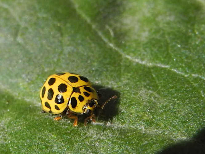 Zweiundzwanzigpunkt-Marienkäfer (Psyllobora vigintiduopunctata)