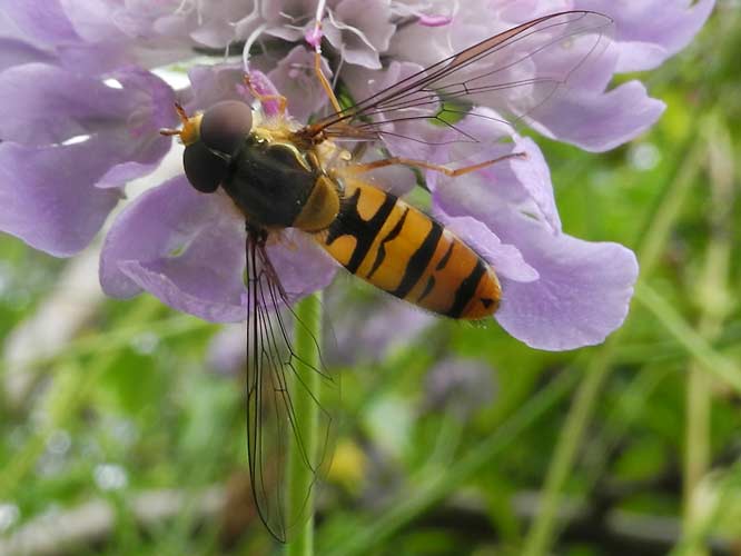 Hainschwebfliege (Episyrphus balteatus)