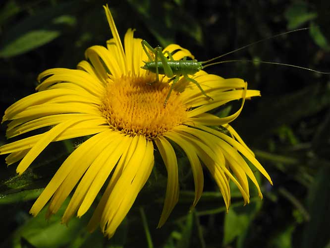 Larve Grünes Heupferd