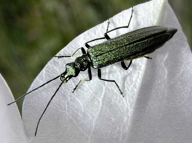 Graugrüner Schenkelkäfer