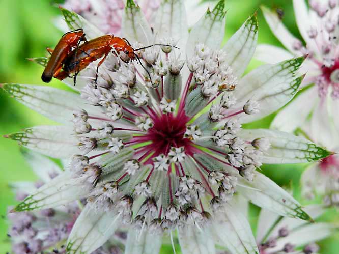 roter Weichkäfer (Rhagonycha fulva) bei der Paarung