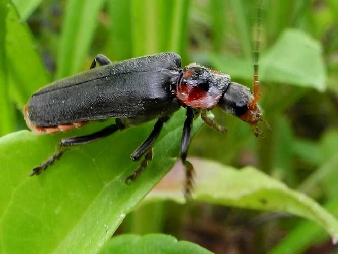 Gemeiner Weichkäfer (Cantharis fusca)