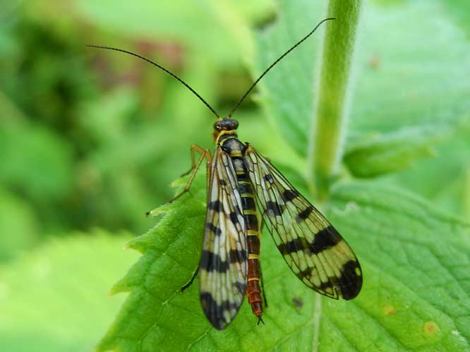 Gemeine Skorpionsfliege (Panorpa communis)