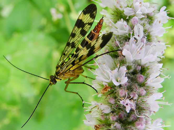 Gemeine Skorpionsfliege (Panorpa communis)