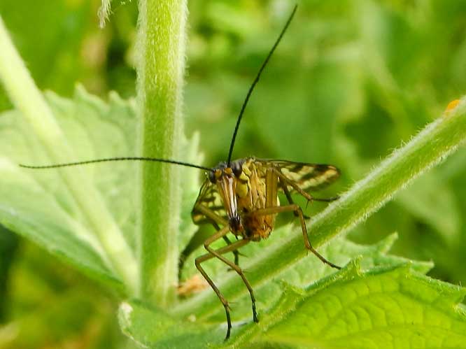 Gemeine Skorpionsfliege (Panorpa communis)