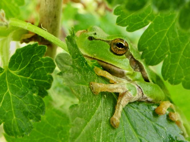Europäischer Laubfrosch (Hyla arborea)