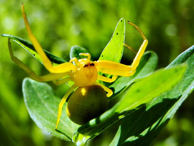 Veränderliche Krabbenspinne (Misumena vatia)