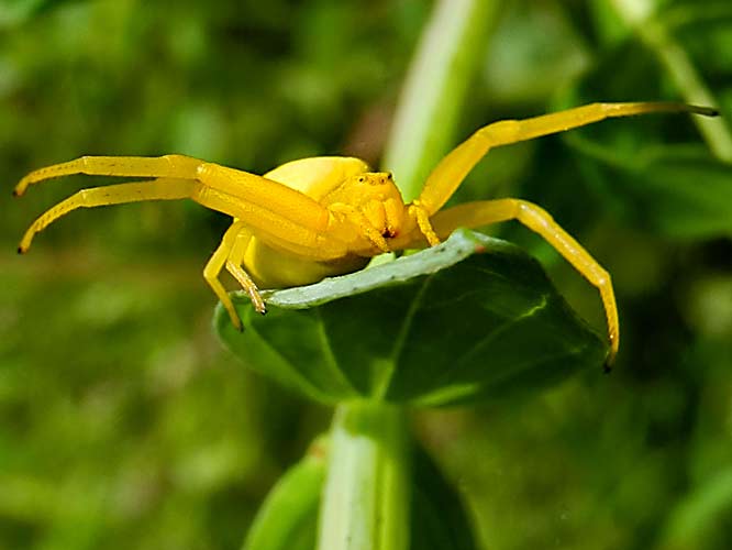 Veränderliche Krabbenspinne (Misumena vatia)