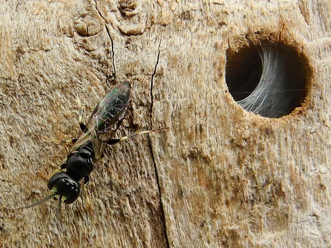 Töpfergrabwespe (Trypoxylon figulus)